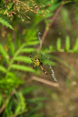 Wasp Spider, Argiope bruennichi