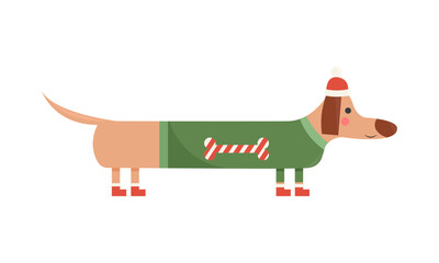Cute and funny long dachshund wearing christmas sweater, hat and shoes. Vector flat illustration isolated on white background. Ready for greeting cards, print