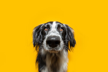 Portrait cute puppy dog with sweet eyes. Isolated on yellow background