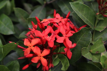 Ashoka flowers (Saraca asoca) have clusters of flowers and wide leaves.
