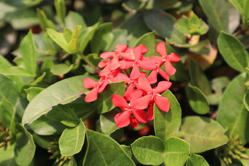 Ashoka flowers (Saraca asoca) have clusters of flowers and wide leaves.