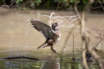 Young mallard opens its wings in the water
