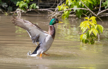 Male mallard opens its wings in the water