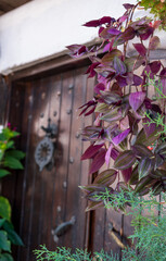 Fototapeta na wymiar flowers on a wooden door