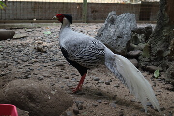 The male silver pheasant (Lophura nycthemera) has dominant black and white colors.