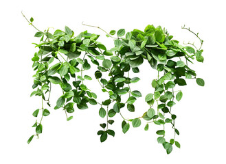 Hanging vine plant succulent leaves of Hoya indoor houseplant isolated on transparent background.