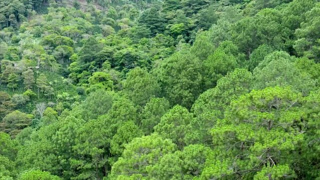 Aerial footage over a dense forest in highlands in Honduras with pines and other species