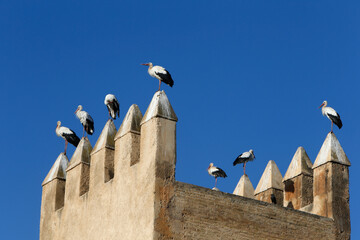 Tower with storks, Fes, Morocco.