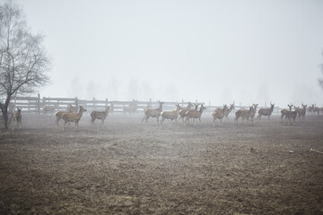 A herd of deer on a pasture in an enclosure