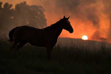 A chestnut brown horse grazes in a field at sunset