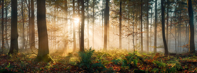 Magical light in misty forest, with the rays of gold sunlight illuminating the fog and vegetation, and the tree trunks silhouettes creating depth. Panoramic shot. - 649213974