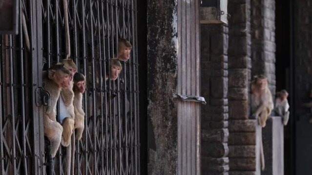 A troop of Long-tailed Macaques, Macaca fascicularis are sitting on the rails of a steel door in an abandoned building in Lopburi province, Thailand. known as the City of Monkeys.