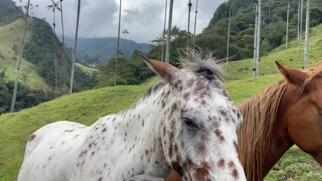 Close up of two cute Indian horses standing at Cocora valley trekking path