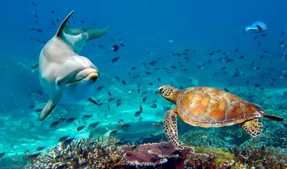 Papier Peint photo Lavable Récifs coralliens Dolphin and Sea Turtle Underwater portrait close up while looking at you
