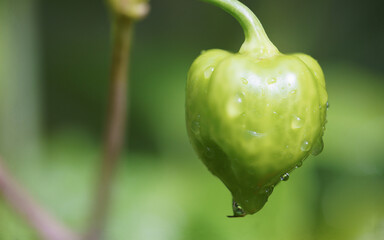 Close-up of hot chili peppers growing on a domestic rural organic farm