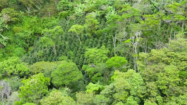 Cinematic view over coffee plantations that are grown toghether with trees that provides shadow