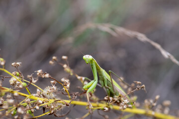 Green exotic praying mantis on a plant, Carolina mantis, Stagmomantis carolina in the jungle. Closeup.