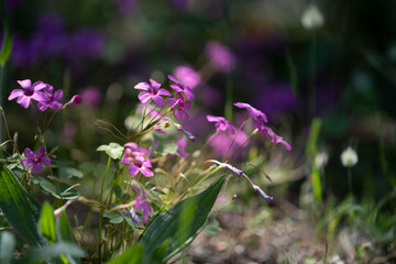Fototapeta premium Schöne Waldblumen