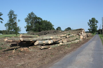 Felled poplars stacked on the side of the road in B&uuml;ninghausen on Buschstrasse for loading.