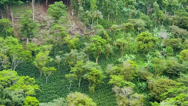Cinematic view over coffee plantations that are grown toghether with trees that provides shadow
