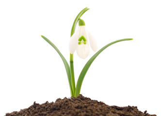 Snowdrop on white.