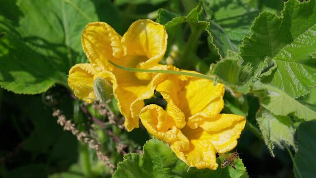 Close-up of honey bee flying to find honey and pollen from bright yellow pumpkin flower. A honey insect pollinates two squash or zucchini flowers in full bloom on a sunny summer day. Nature 4K footage