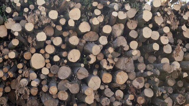 Pile of wooden logs, big trunks of tall trees cut and stacked. Thousands of logs stacked after the storm that destroyed the woods. Stack of cut pine tree logs in a forest. Wood logs, timber logging