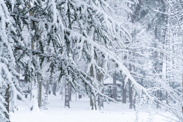 Snow covered trees in winter