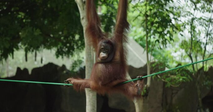 Orangutan at Bali Zoo, Bali, Indonesia, Asia