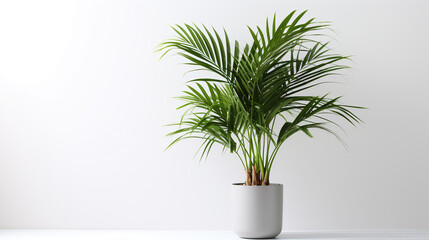 Minimal tropical houseplant home decor Kentia vs Areca palm against white wall Palm tree in pot isolated on white background Home gardening love of houseplants.ai generative