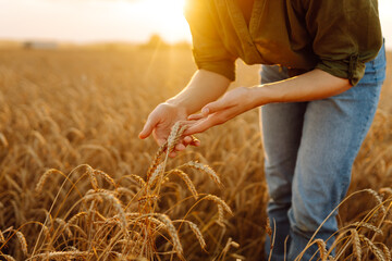 A woman farmer touches golden wheat, analyzes the harvest, checks the quality of the wheat field....