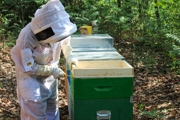 beekeeper working in his apiary