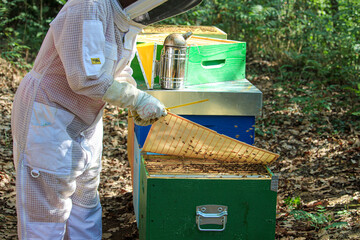 beekeeper working in his apiary