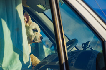 Dog inside camper car - obrazy, fototapety, plakaty