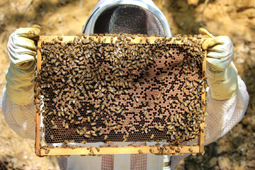 Bees - close up of a bee frame with stocks and broods - Powered by Adobe