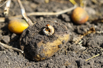 Bashtan - the larva of the May beetle, pests of agriculture, destroy the potato crop. They eat potatoes in the ground. Agriculture, harvest.