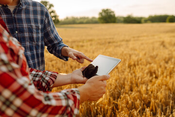Experienced farmers in a golden wheat field with a modern tablet checking the growth and quality of...