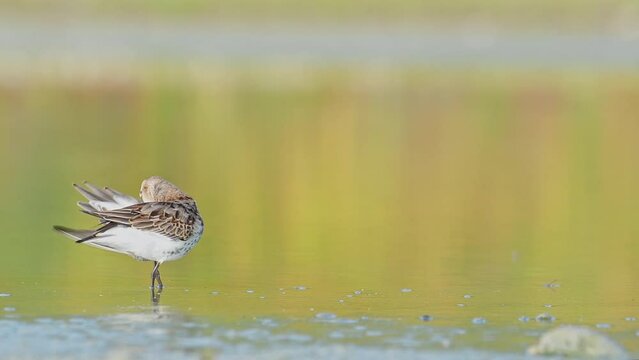 The dunlin in the autumn season (Calidris alpina)