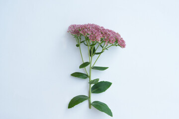 Pink sedum branch with flowers, leaves and stem. Stonecrops flower isolated on white background with clipping path. Orpine on isolated background. Top view, flat lay. Floral design element.