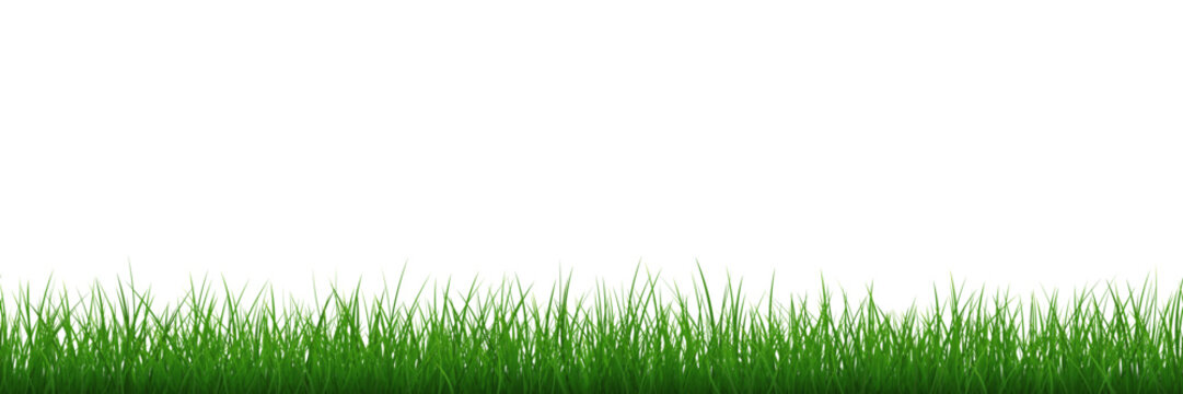 Green grass repeat texture. Vector