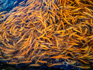 Amberforellen im Fischbecken