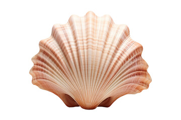 A seashell, transparent background, isolated image, generative AI
