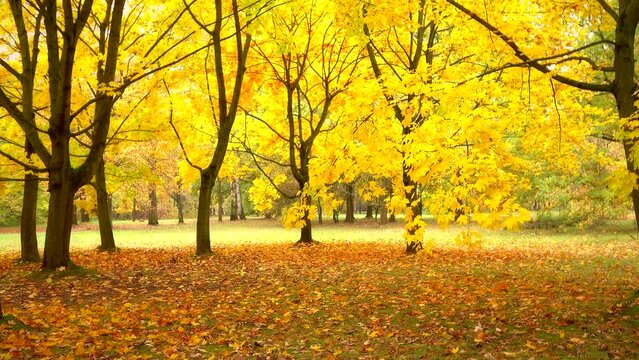 Beautiful golden autumn park landscape with trees 4K. Falling yellow leaves. Calm view scene,  daylight, bright day, outdoor, dawn, nature, real time, pan, panning, wide shot, ultra hd. ProRes 422HQ.