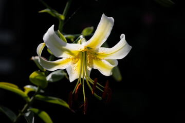 lilium jaune et blanc Lady Alice (jardin du ruisseau de l'église 2023)
