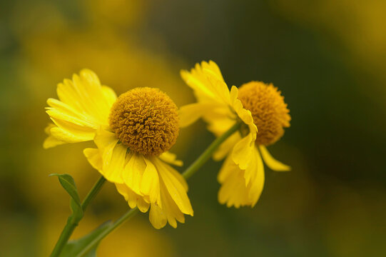 common sneezeweed
