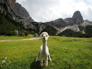 cute alpaca portrait on green grass background in dolomites mountain