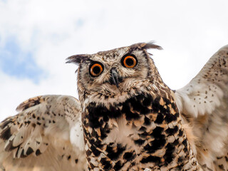 open wings owl bird of prey close up portrait looking at you
