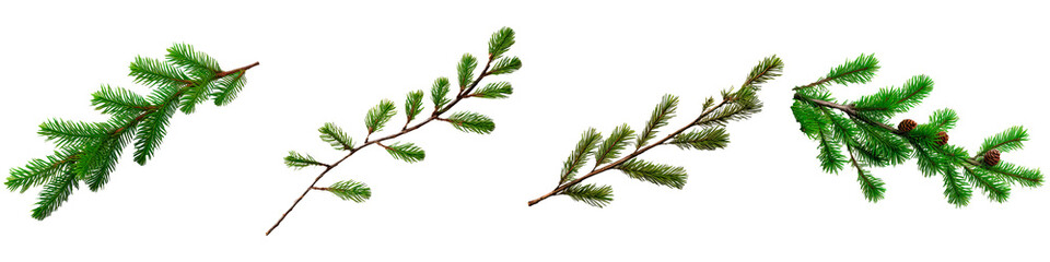 Spruce branch on a white background, the concept of Christmas and New Year