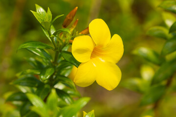 A yellow flower of the species Allamanda cathartica, commonly called golden trumpet on the island of Koh Chang, in the Gulf of Thailand, Trat province, Southeast Asia.