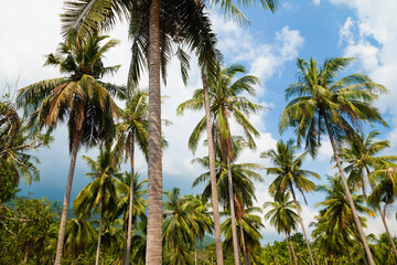 Fototapeta na wymiar Landscape of tall green palm trees in the tropical island of Koh Chang, in the Gulf of Thailand, Trat province, Southeast Asia.